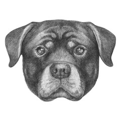 Portrait of Rottweiler. Hand-drawn illustration. Vector isolated elements.	