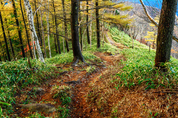 秋の下山道を行く