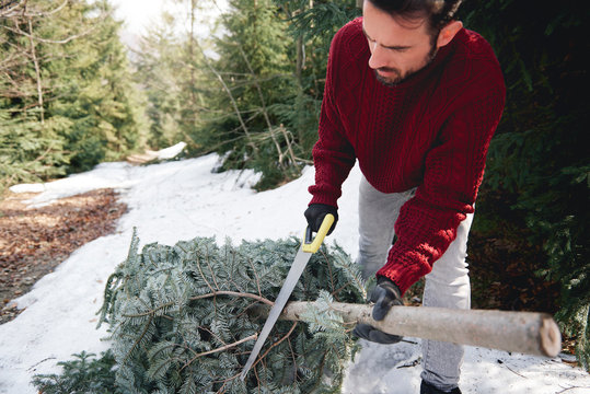 Man Cutting The Christmas Tree