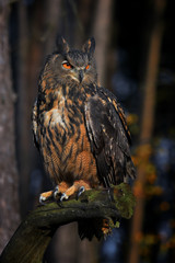 Eurasian Eagle Owl (Bubo bubo) in forest, night. 