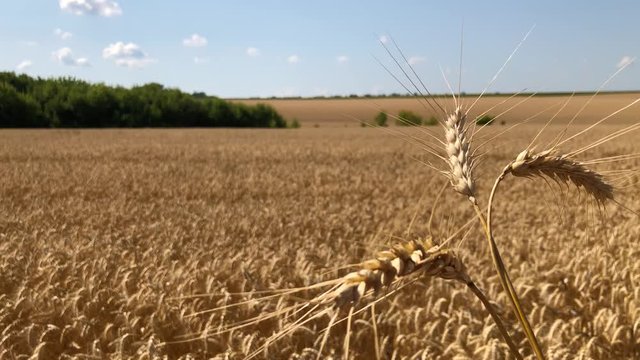 Three spikelets of wheat close-up sway in the wind against a blue sky and and a bread field.