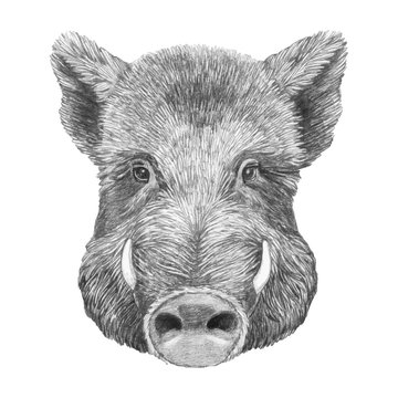 Portrait of Boar. Hand-drawn illustration. Vector isolated elements.	