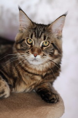 Beautiful young cat main coon
