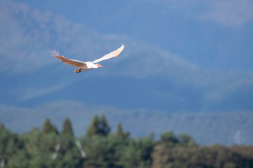 Japanese creseted ibis flying in Sado Island