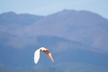 Japanese creseted ibis flying in Sado Island