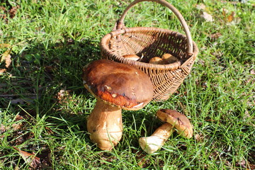 Panier de cèpes