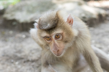 A monkey sits on the ground and looks