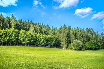 grüne Wiese am Waldrand