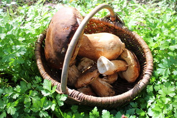 Panier de cèpes et persil