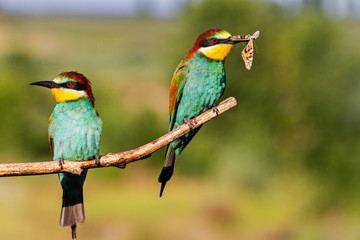 bee-eater a couple sit on a branch