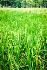 Organic green rice field for background