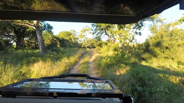 Driving In Kruger Park Adventure In South Africa