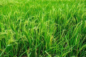 Fototapeta premium Organic green rice field for background
