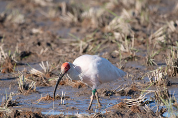 Japanese crested ibis in Sado Island