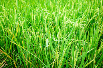 Organic green rice field for background