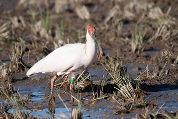 Japanese crested ibis in Sado Island