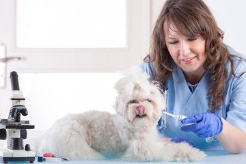 smiling woman vet is giving medicine to the dog