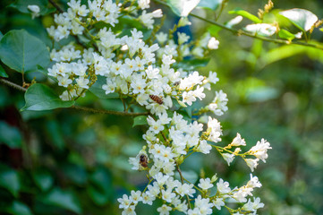 Close up of jasmine flowers in a garden, branch with white flowers