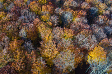 Deutscher Wald im Herbst von oben 