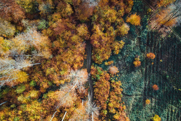 Deutscher Wald im Herbst von oben 