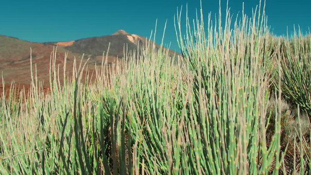unusual desert green plant sways in the wind. Against the background of a large mountain and peak of the Teide volcano.