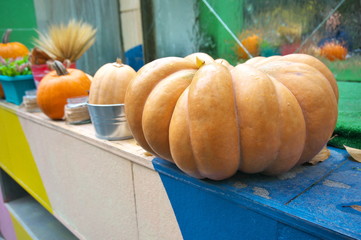 outdoor collage of autumn pumpkins