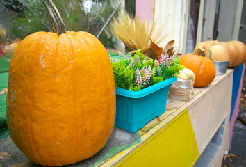 outdoor collage of autumn pumpkins