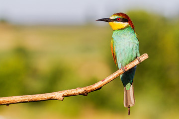 exotic colorful bird sitting on a dry branch