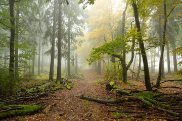 Beautiful autumn forest in dense fog