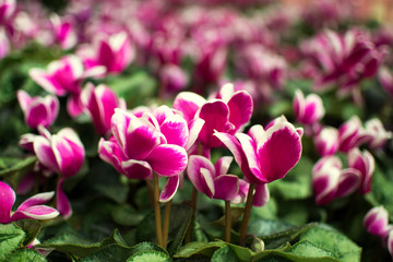 Beautiful pink and white cyclamens.