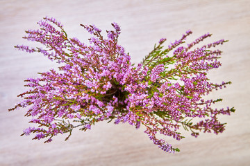 Branch of common heather or calluna vulgaris.