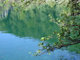 Panorama of a clear, transparent surface of a mountain lake, through which water you can see the bottom covered with plants and old trees.