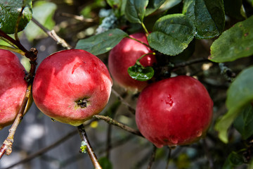 The ripe red apples hang on branch of an apple tree.