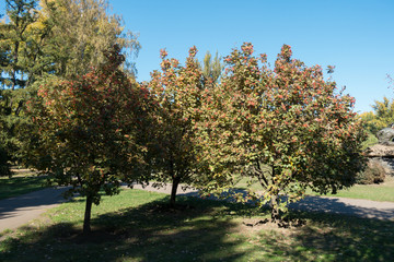Common whitebeams with autumnal foliage and red berries