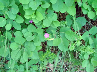 A pleasant encounter for the traveler with wild flowers and plants in the thickets of the forest at the foot of trees on a mountain slope.