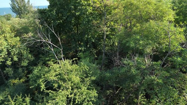 Aerial view of green trees