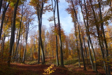 Fototapeta premium jesień w lesie