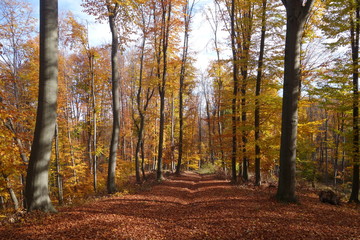 Obraz premium autumn in the forest