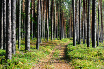 Hiking trails in forest, Estonia