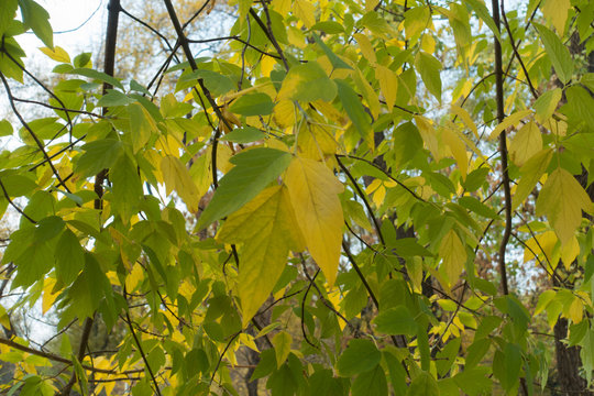 Green and yellow leaves of boxelder maple in autumn