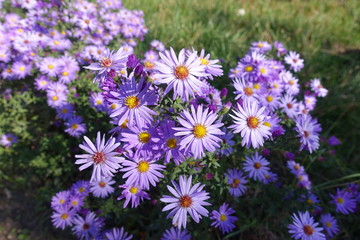 Fototapeta premium Symphyotrichum dumosum with violet flowers in October