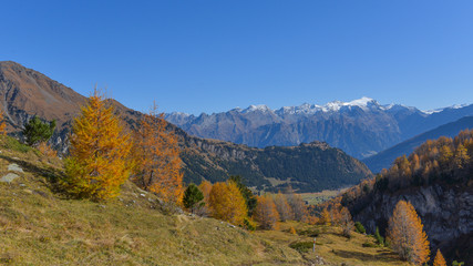 panoramica del bosco in autunno con larici e pini colorati di giallo e arancione