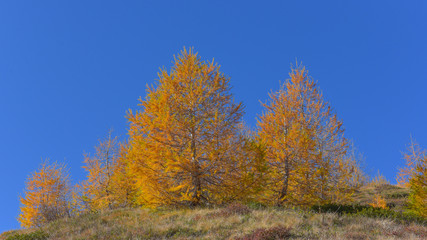 panoramica del bosco in autunno con larici e pini colorati di giallo e arancione