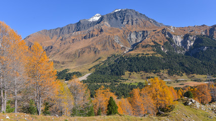 Naklejka premium panoramica del bosco in autunno con larici e pini colorati di giallo e arancione