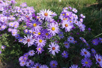 Fototapeta premium Vibrant violet flowers of Symphyotrichum dumosum in October