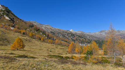 panoramica del bosco in autunno con larici e pini colorati di giallo e arancione