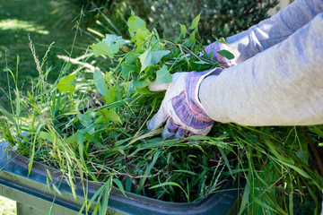Green bin container filled with garden waste. Hands wearing gardening gloves doing spring clean up...