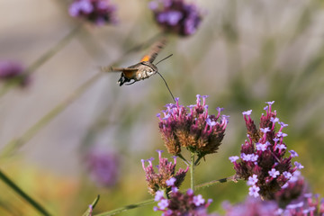 Hummingbird hawk moth flying above verbena flower