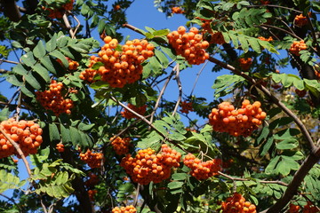 Rowan branches with orange berries against blue sky in September