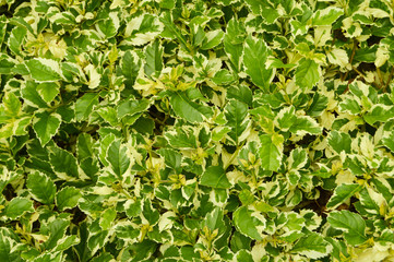 Green leaves for background